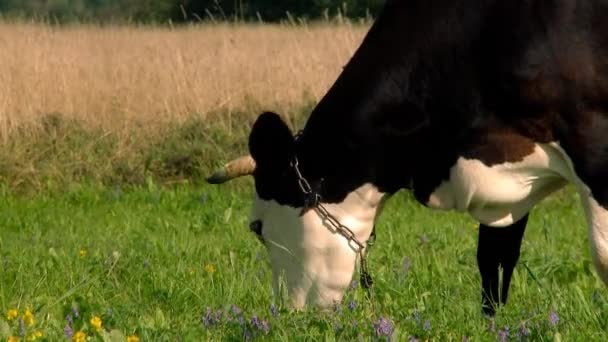 Kühe grasen auf einer Weide. — Stockvideo