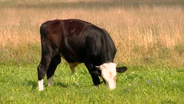 Pâturage de vaches sur une prairie .