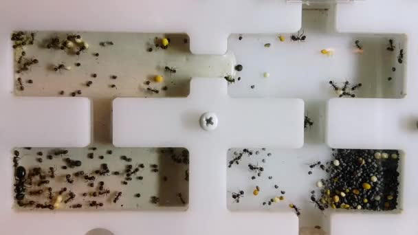 Hormigas en Formicarium. Cronograma . — Vídeos de Stock