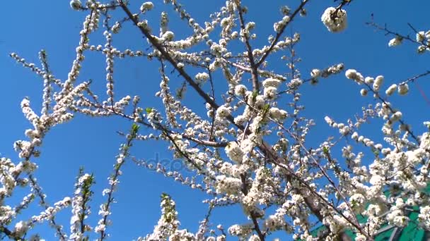Florece la primavera de la ciruela salvaje. Las abejas recogen polen de las flores . — Vídeo de stock