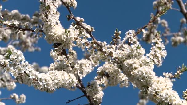 Fiore di albicocca fioritura in primavera — Video Stock