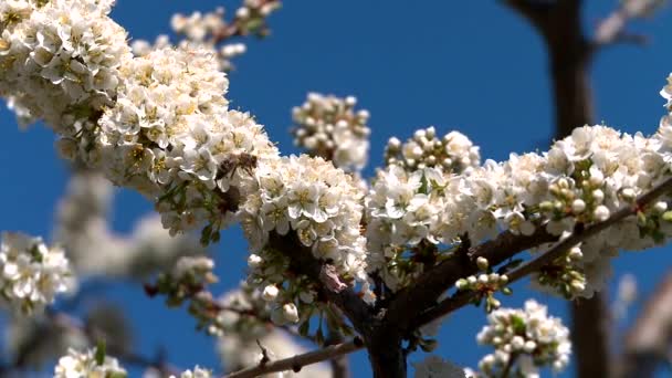 Fiore di albicocca fioritura in primavera — Video Stock