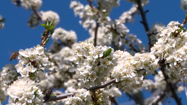 Flor de damasco florescendo na primavera — Vídeo de Stock