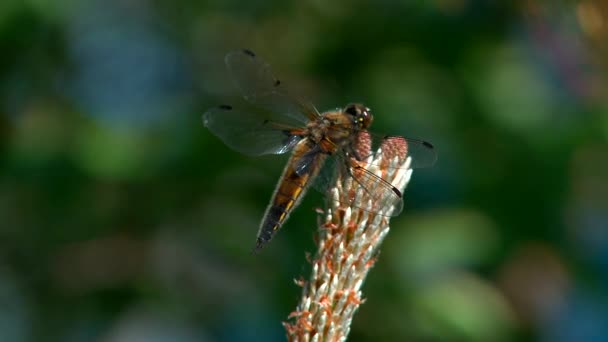 Dragonfly filmed closeup. Arrives and departs. — Stock Video