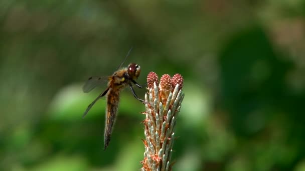 Dragonfly filmed closeup. Arrives and departs. — Stock Video