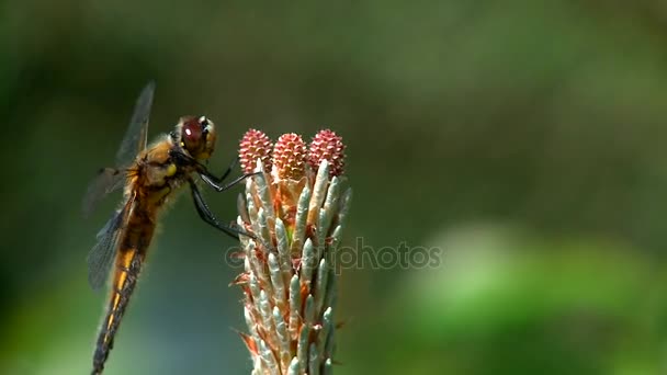 Dragonfly filmé en gros plan. Arrivée et départ . — Video