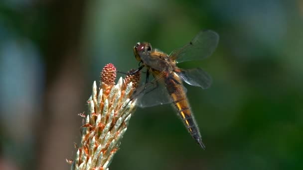 Dragonfly gefilmd close-up. Aankomt en vertrekt. — Stockvideo