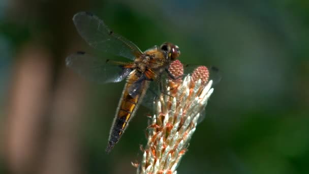 Dragonfly filmé en gros plan. Arrivée et départ . — Video