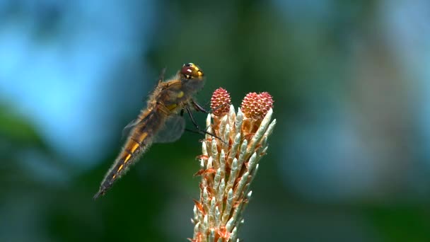 Libelle filmte Nahaufnahme. Ankunft und Abreise. — Stockvideo