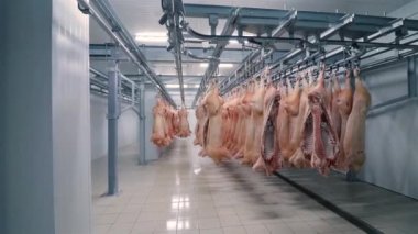 Et için buzdolabı. Domuz yarı leşleri kancalara tutunur. Geniş açı.