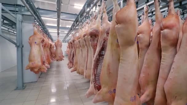 The fridge for meat. Pork half-carcasses hang on hooks. Wide angle. — Stock Video