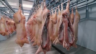 Et için buzdolabı. Domuz yarı leşleri kancalara tutunur. Geniş açı.