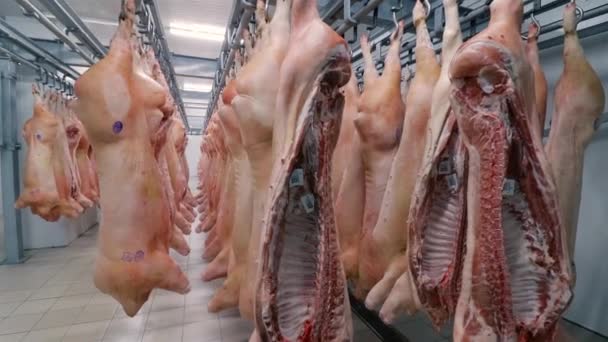 O frigorífico para a carne. Meias-carcaças de porco penduradas em ganchos. Ângulo largo . — Vídeo de Stock