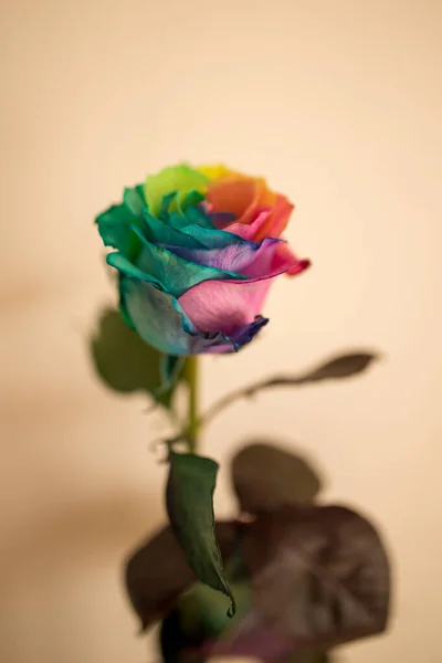 Niesamowity tęczowy kwiat róży symbolizuje szczęście i szczęście. — Zdjęcie stockowe
