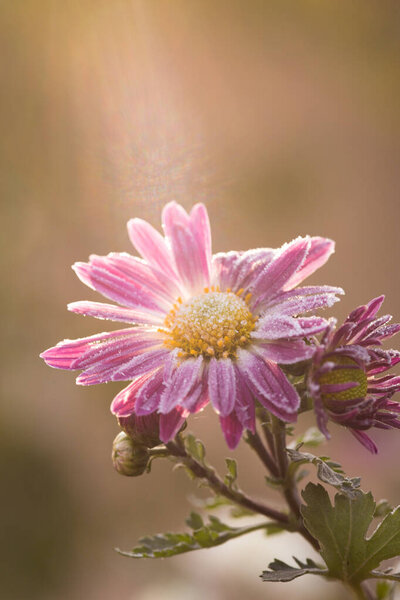 First frost, ice on flowers in late autumn. Hoarfrost on pink chrysanthemum.