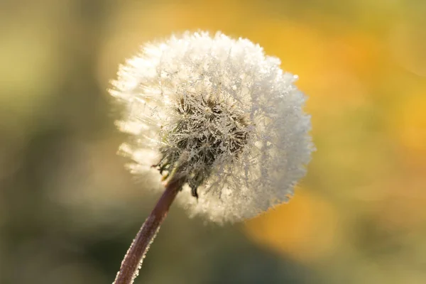 Dandelion in frost, hoarfrost on fluff of dandelion. Dandelion fluff in winter. — Stock Photo, Image