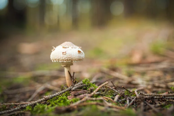 El hongo parasol Macrolepiota procera o Lepiota procera que crece en el bosque. — Foto de Stock
