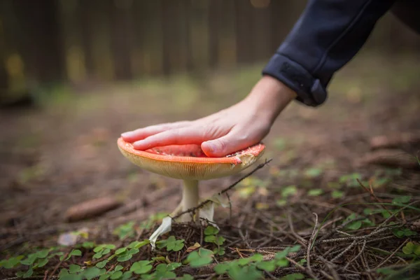 Una enorme amanita roja en el bosque. Grande como la mano. Champiñones venenosos, no coman . — Foto de Stock