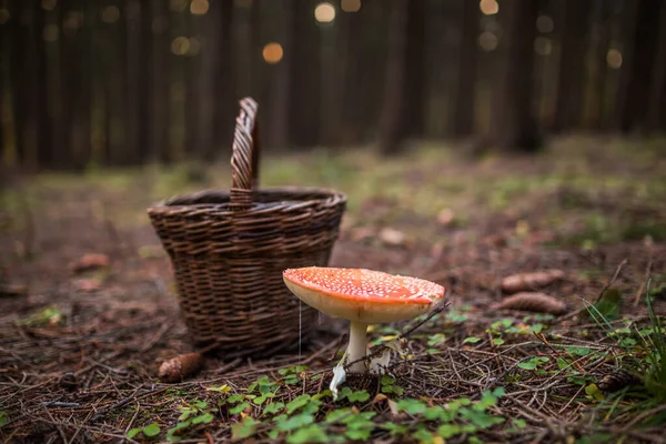 Champiñón venenoso Amanita muscaria junto a la cesta en el bosque, concepto de cazador de setas. Advertencia, no comestible . — Foto de Stock