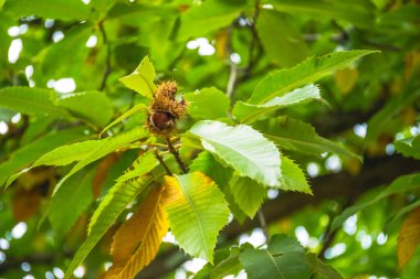 Castanea sativa Miller, Fagaceae familyasından bir bitki türü..