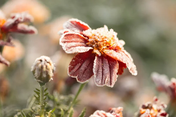 Raureif. Nahaufnahme der schönen Ringelblume im Topf. Tagetes erecta, mexikanische, aztekische oder afrikanische Ringelblume, im Wintergarten. Makro einer orangefarbenen Ringelblume. gefrorene Ringelblume. — Stockfoto