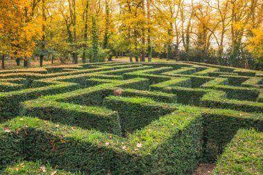 Bir labirent olarak buxus sempervirens çitleriyle süslü bir bahçe. Çek Cumhuriyeti 'ndeki Labirent bahçesi sahibi Loucen kalesi. Arka planda renkli ağaçlar, sonbahar sahnesi.