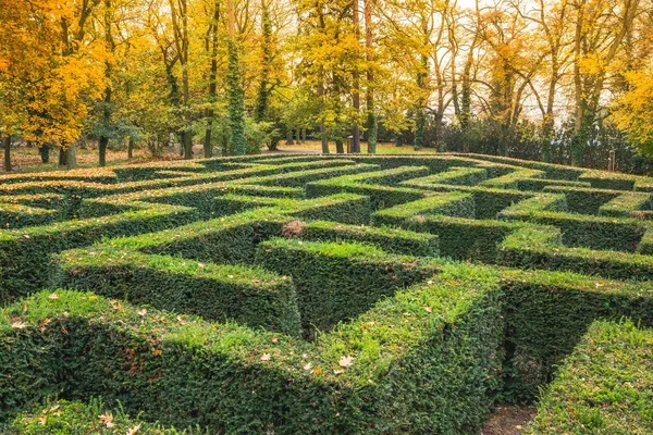 Bir labirent olarak buxus sempervirens çitleriyle süslü bir bahçe. Çek Cumhuriyeti 'ndeki Labirent bahçesi sahibi Loucen kalesi. Arka planda renkli ağaçlar, sonbahar sahnesi.