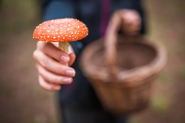 Самка, держащая Amanita Muscaria mushroom, широко известный как муха агарическая или муха amanita, является basidiomycete рода Amanita . — стоковое фото