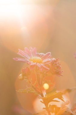 Budizm, meditasyon ve aydınlanma için fikir. Nişanlı çiçek. Din kavramı.