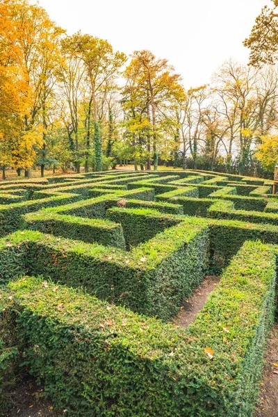 Bir labirent olarak buxus sempervirens çitleriyle süslü bir bahçe. Çek Cumhuriyeti 'ndeki Maze bahçesi sahibi Loucen kalesi.