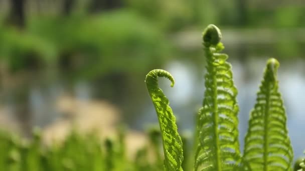 森の中で成長するシダ。緑の自然。新鮮で緑で硬いシダの葉. — ストック動画