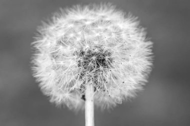 Tohumlu siyah beyaz karahindiba başı, Taraxacum officinale, yaklaş. Duvar kağıdı için fikir.