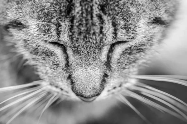 Close-up portrait of tabby cat. Black and white. Closed eyes. Sleepy cat. — Stock Photo, Image