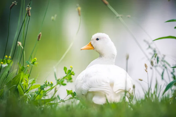 Jeune oie domestique reposant sur l'herbe fraîche, l'eau en arrière-plan . — Photo