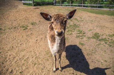 Hayvanat bahçesindeki geyik geyiğine yakın çekim. Fallow geyik yavrusu bir açıklıkta otlarken kameraya bakıyor. Zoo Chleby, Çek Cumhuriyeti. Güneşli hava.