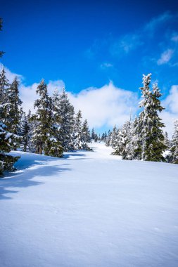 Krkonose mountains covered with snow, frozen trees. The highest peak Snezka in the background. Blue sky with white clouds in sunny day in March.