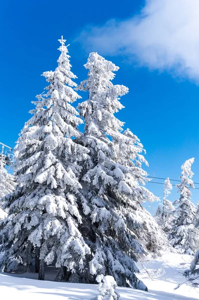 Superbe vue matinale sur la forêt de montagne après de fortes chutes de neige. Paysage hivernal sinistre dans le bois enneigé, concept de célébration du Nouvel An heureux. Style artistique post photo traitée. Arbres enneigés — Photo