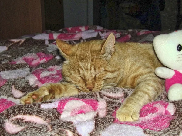 yatağa uzanmanız kırmızı kedi uyur