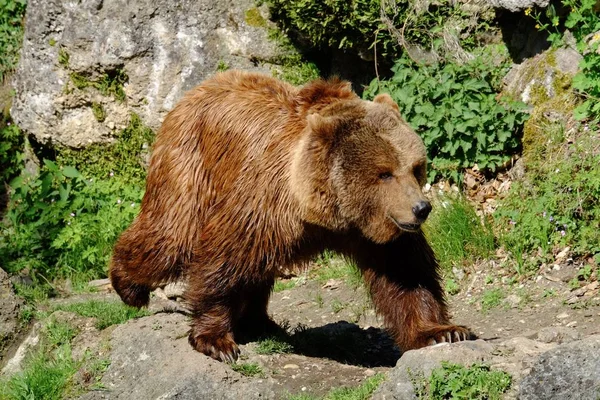 Ours brun européen marche dans les bois — Photo