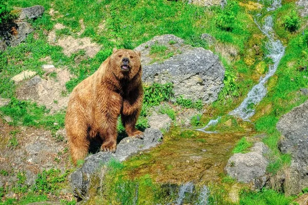 숲에서 유럽 갈색 곰 산책 — 스톡 사진