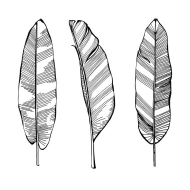 Muz yaprağı izole, el beyaz arkaplanda siyah yapraklar çizer..