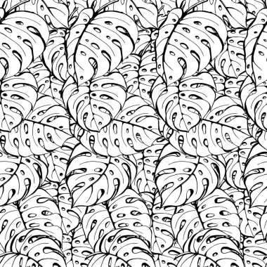 Kusursuz desenli canavar yaprakları. Beyaz arka planda siyah çizgi. Kumaş, tekstil ve duvar kağıtları için tasarım.