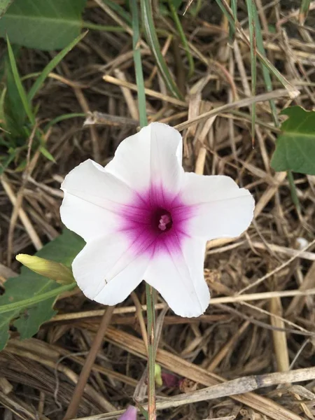 白い沼朝顔の花 — ストック写真