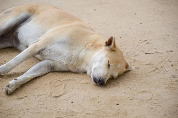 Милый сон собаки — стоковое фото