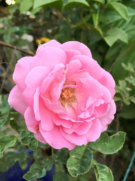 Pink damask roze bloem — Stockfoto