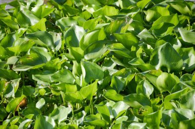 Yeşil su sümbül bitki doğa Bahçe