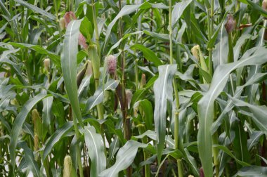 ülke çiftlik Tayland ağacında yeşil Mısır