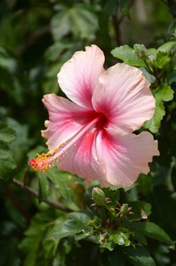 Pembe Başörtüsü Çiçeği