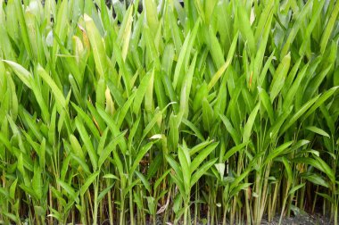 Thunbergia Laurifolia çiçeği 