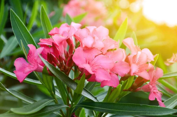 Nerium oleander çiçek